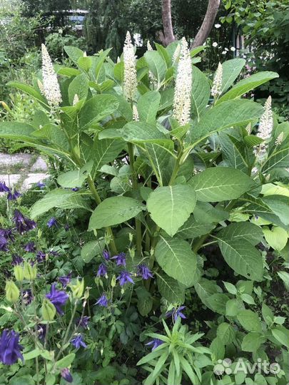 Многолетние растения-2. Создаем изысканный сад