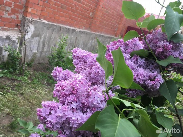 Сирени сортовые