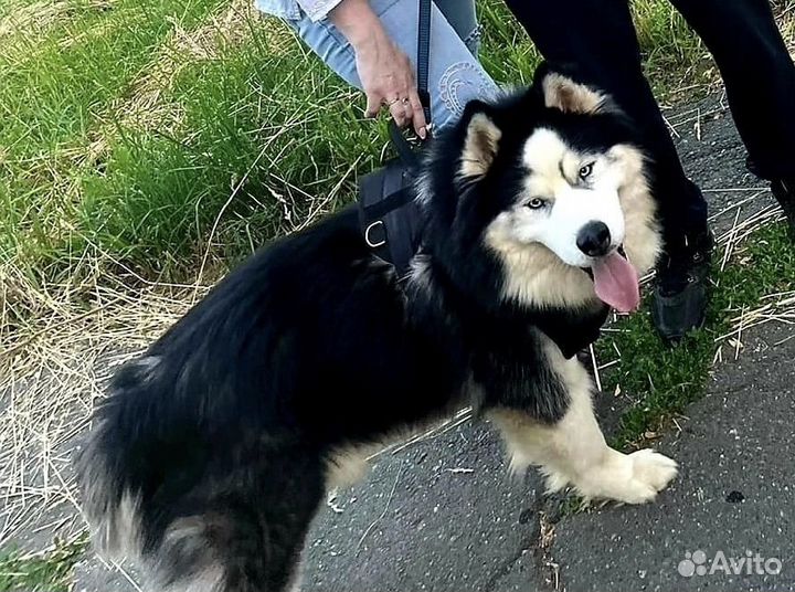 Хаски длинник