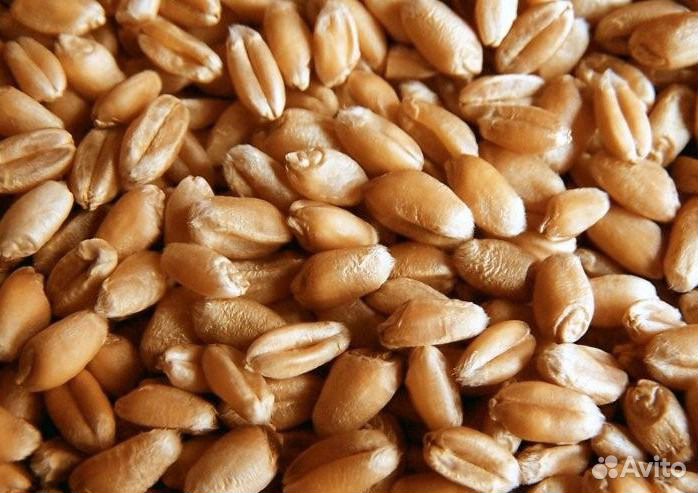 Пшеница для проращивания