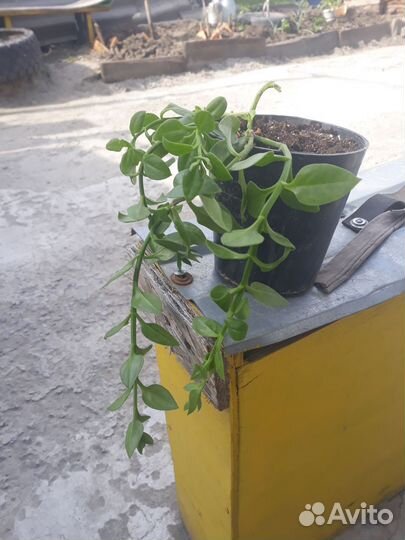 Цветы домашние в горшках