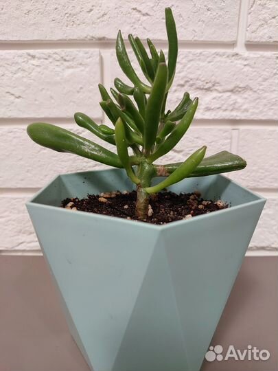 Толстянка крассула хоббит, суккулент в горшочке