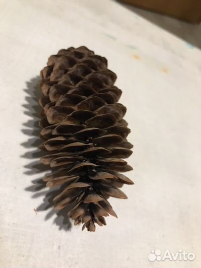 Шишка еловая Для декора