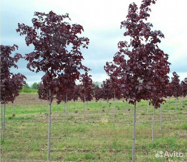 Клен роял ред