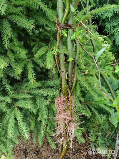 Ива извилистая, Матсудана