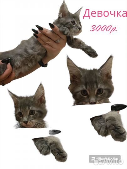 Котята мейн-кун мальчики и девочки