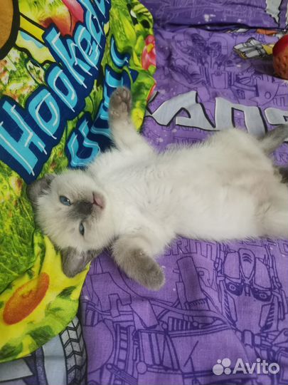 Отдам в хорошие руки котенка