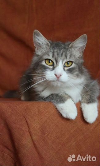 Кошечка Лиса пристраивается в добрые руки