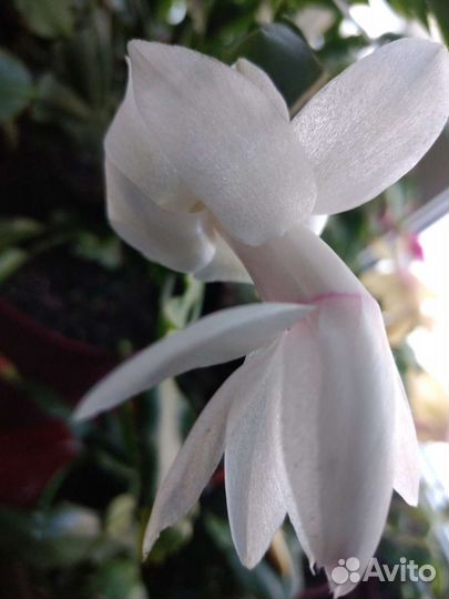 Декабрист разных расцветок