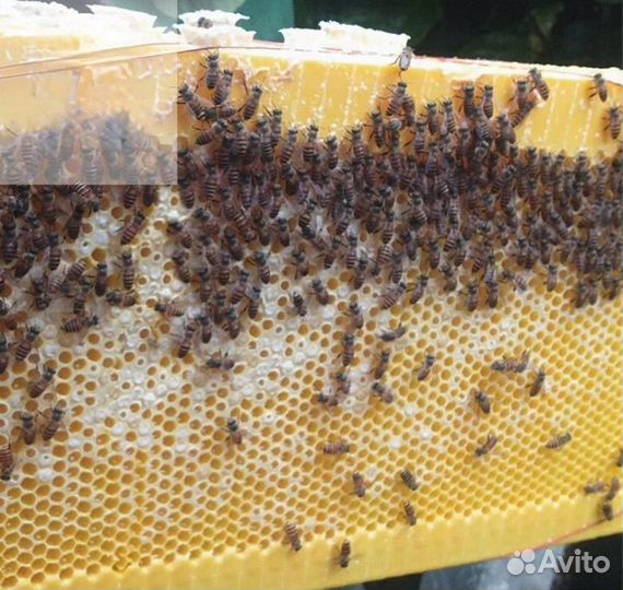 3D модель рамки автоматического слива мёда с улика
