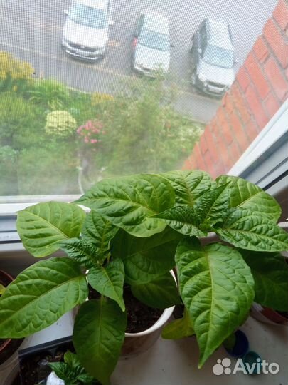 Саженцы сверх острого перца