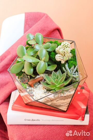 Флорариум суккуленты