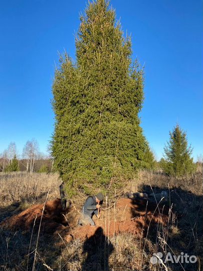 Ель обыкновенная