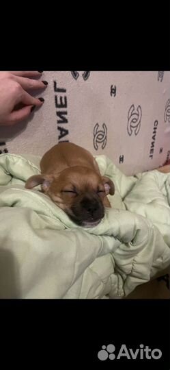 Собака для вязки