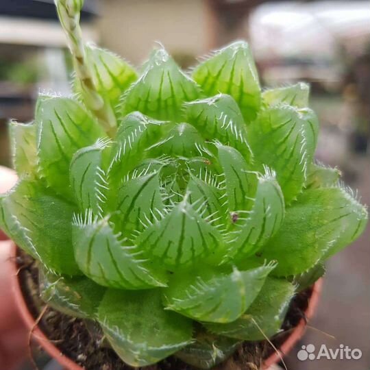 Хавортия купери из питомника растений