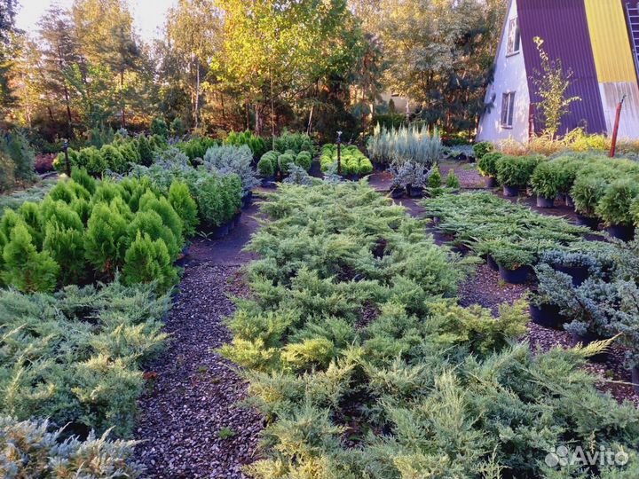 Декоративные хвойные и лиственные растения