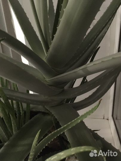 Алоэ лечебный листья возраст 7 лет