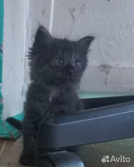 Котята в добрые руки даром