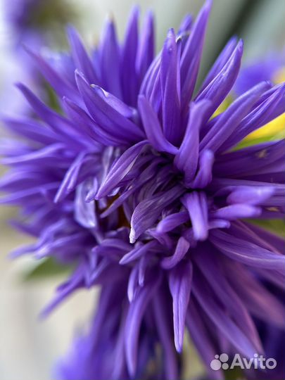 Макролинза для телефона