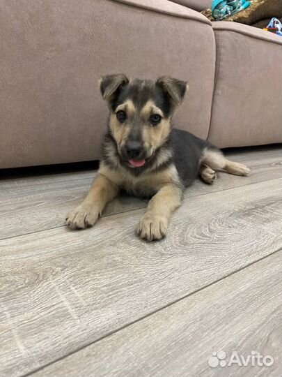 Щенок Девочка в добрые руки