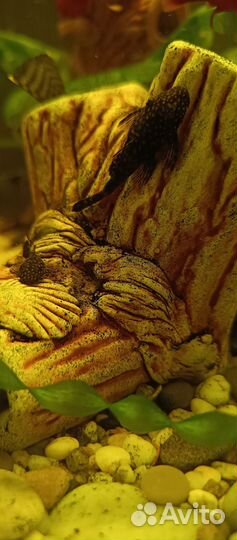 Анциструсы