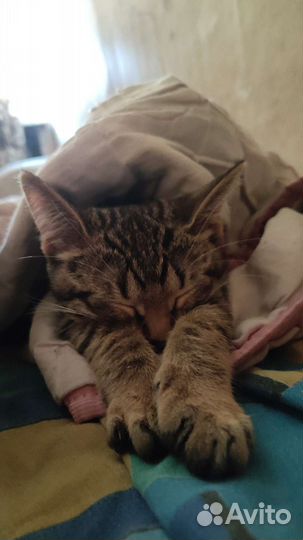 Кошка в добрые руки 3 месяца