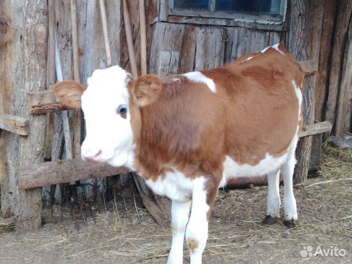 Корова тёлка