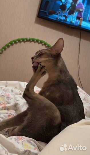Абиссинские котята
