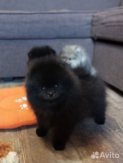 Щенки померанского шпица