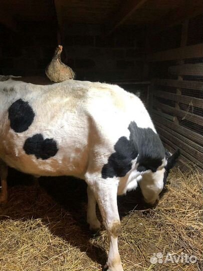 Корова стельная дойная