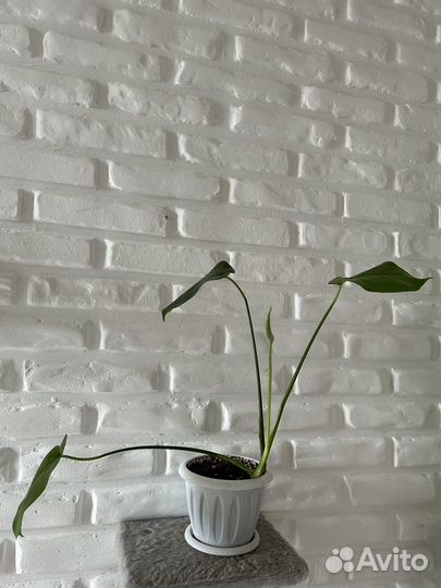 Монстера (лиана)