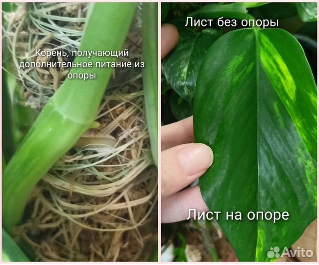 Опора, тотем, столбик для ползущих растений