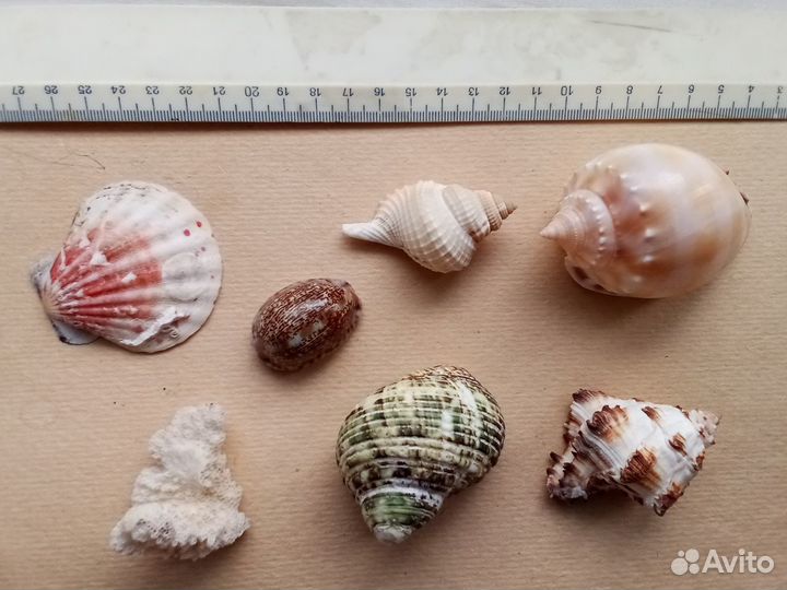 Ракушки, фигурки сувенирные