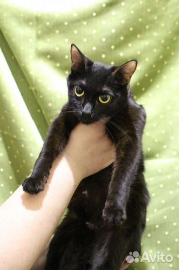 Черная кошка девочка
