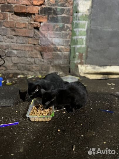 Котята невероятной красоты