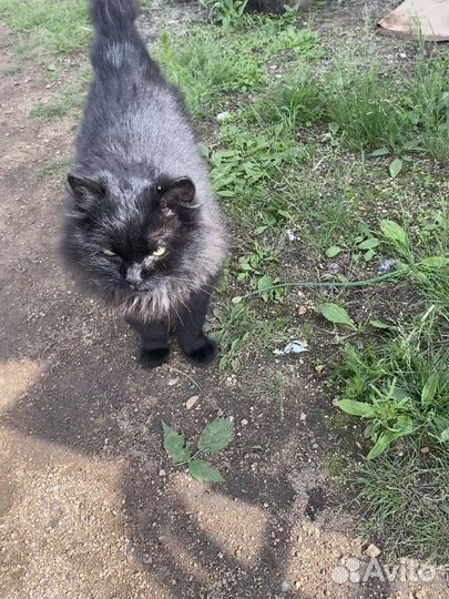 Отдам кота в добрые руки