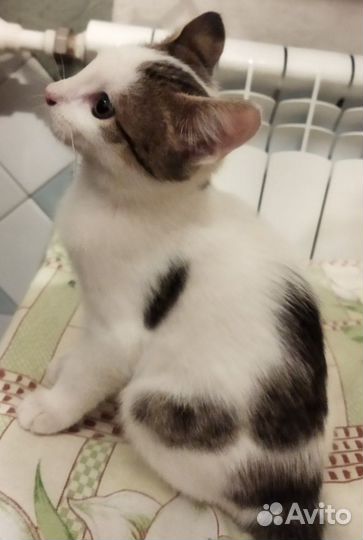 Котёнок (котик 3 месяца )ищет хозяев