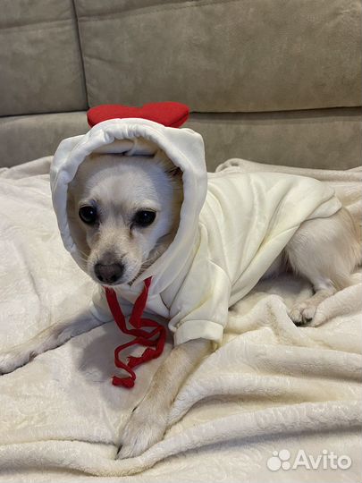 Одежда для собак толстовка