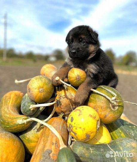 Щенки немецкой овчарки