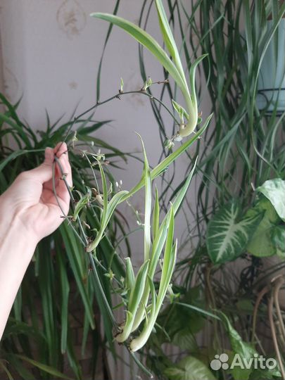 Хлорофитум