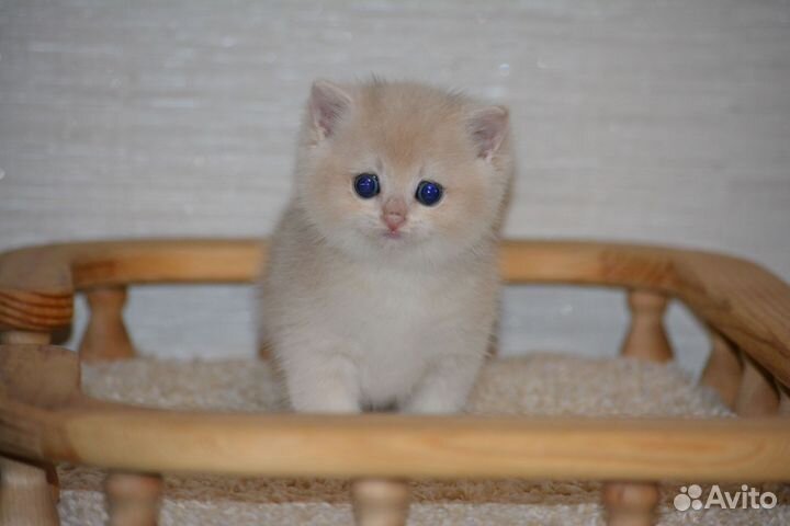 Кошки
