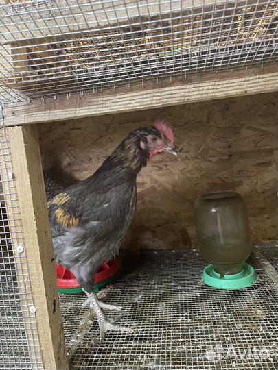 Молодые петухи