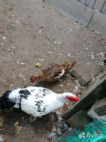 Индоутка мускусная утка