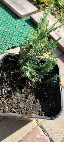 Можжевельник казацкий