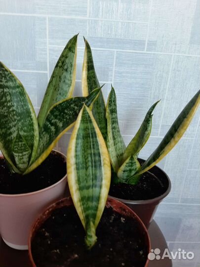 Сансевиерия лауренти