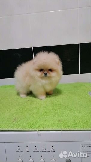 Мини девочка померанский шпиц 2 месяца