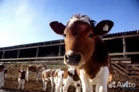 Перегной с доставкой