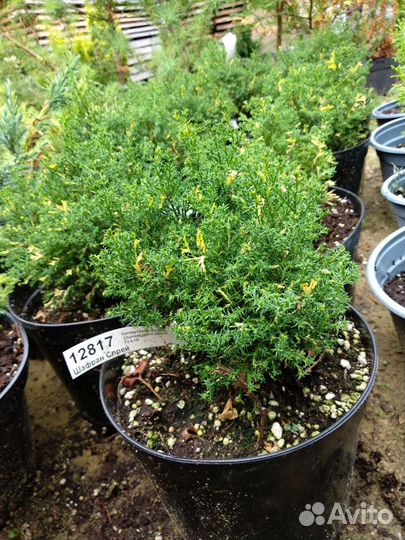 Кипарисовик тупой (Chamaecyparis obtusa)