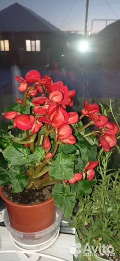 Комнатные растения цветы большие