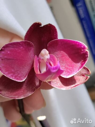 Орхидея фаленопсис Тунис/ Ола